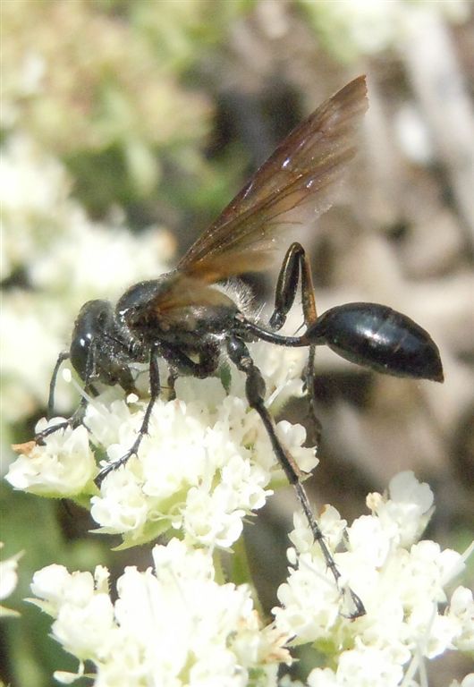 Isodontia mexicana o Chalybion?